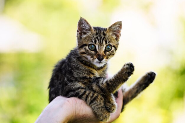 Qué gatito tan lindo.