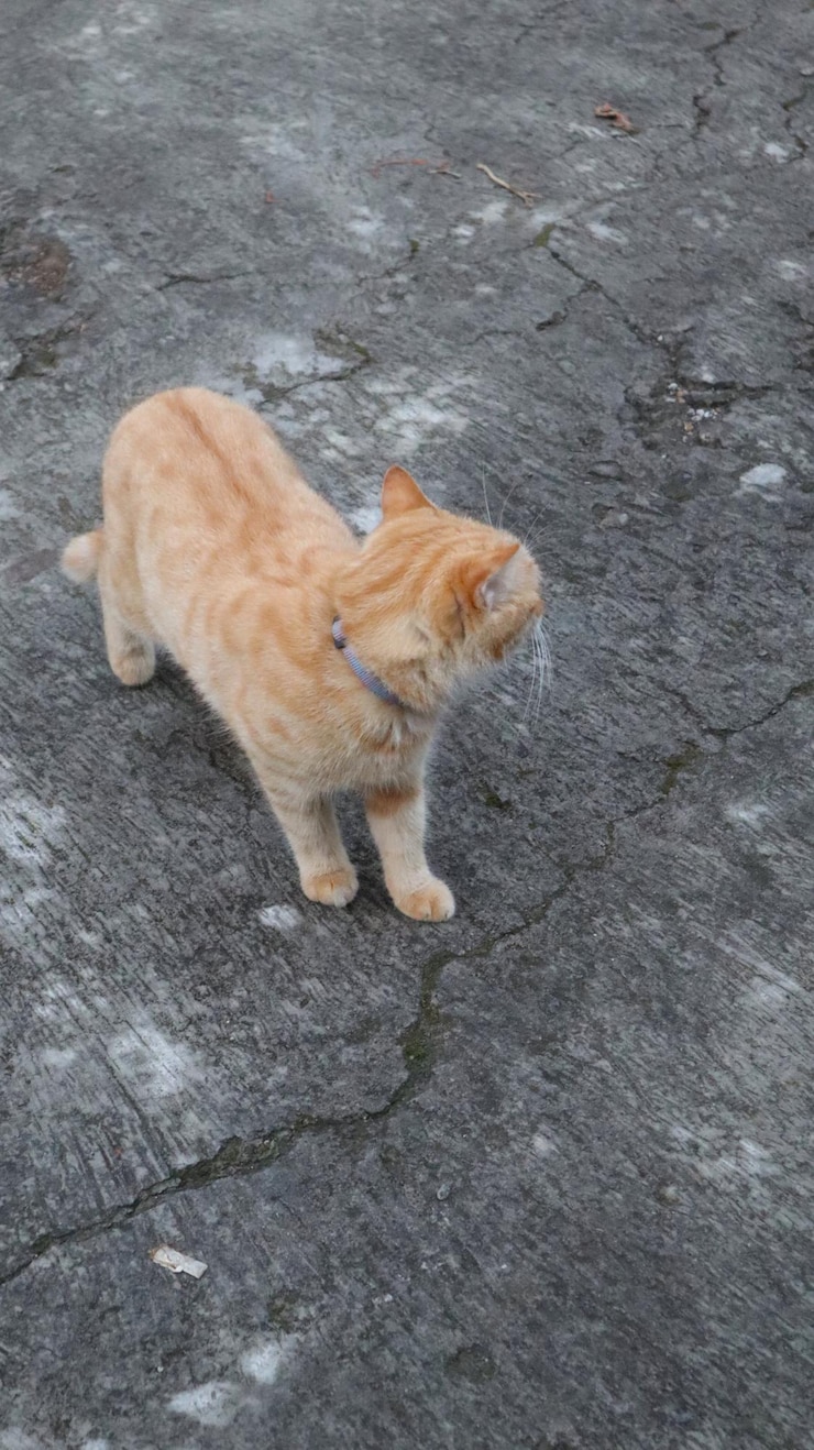 Qué gato naranja tan lindo.