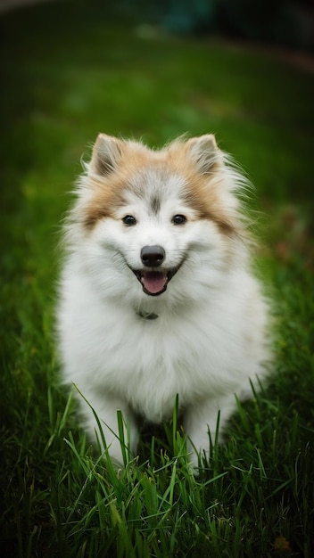 Qué guapo es el spitz.