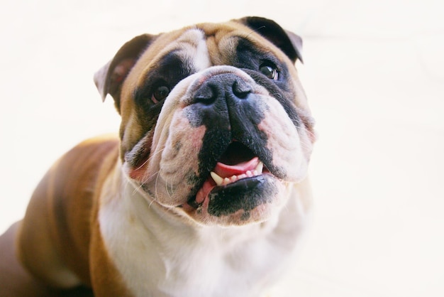 ¿Qué haré hoy? Retrato de un bulldog alegre en casa.