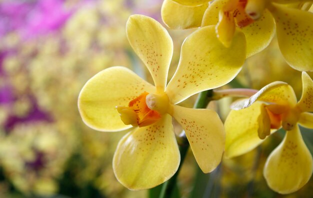 Qué hermosa orquídea.