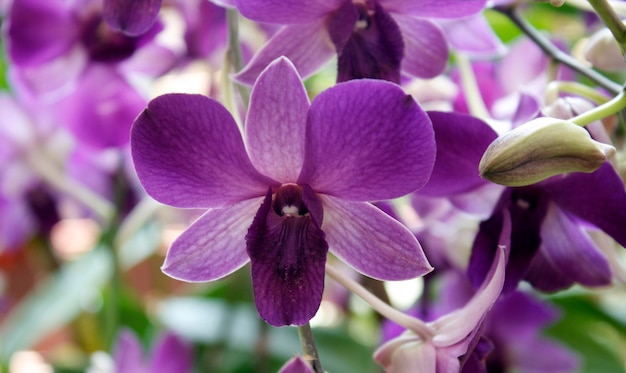 Qué hermosa orquídea.