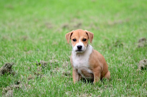 Foto qué lindo es amstaff pyppy.