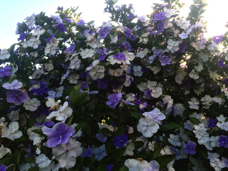 Foto que não chega a primavera