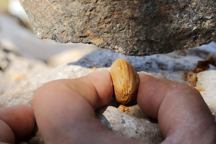 Foto quebrando amêndoas com pedras método primitivo