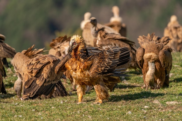 Quebrantahuesos adulto caminando entre buitres leonados en busca de comida