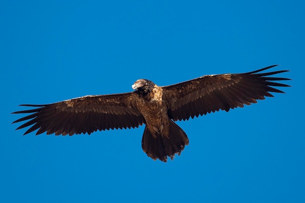 Quebrantahuesos Gypaetus barbatus Lérida España