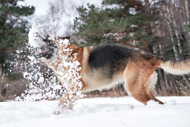 Queda de neve artificial e cachorro feliz caminhando na floresta gelada Jogos ativos com cachorro pastor alemão