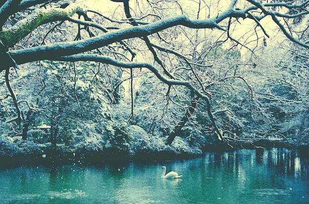 Queda de neve de inverno no Japão