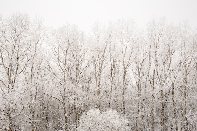 Queda de neve na floresta com gelo, cópia espaço