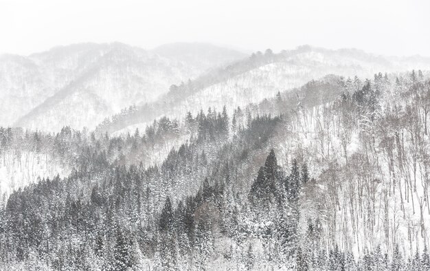 Queda de neve na floresta