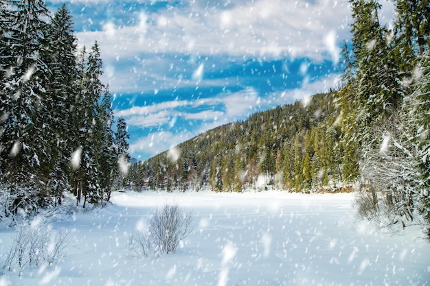 Queda de neve no fundo da floresta de coníferas em um dia frio de inverno na paisagem de inverno das montanhas