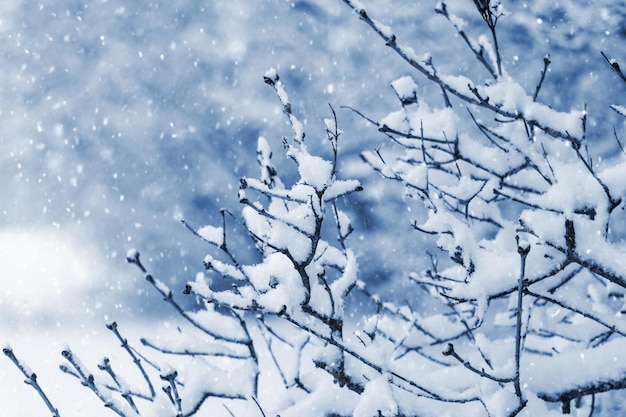 Queda de neve no jardim Galhos de árvores cobertos de neve no jardim de inverno