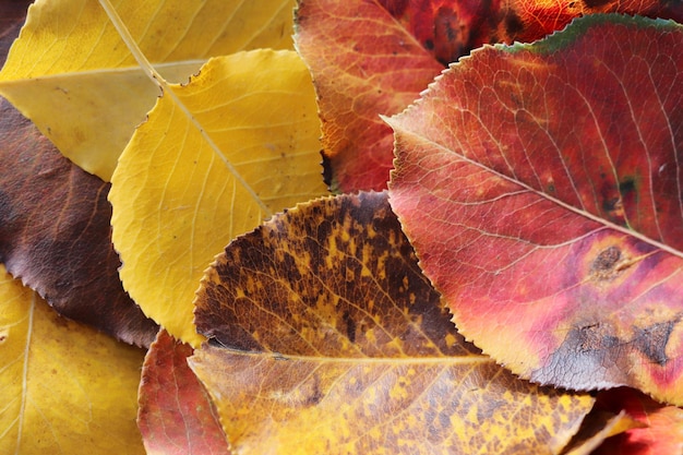 Queda Fundo colorido das folhas de outono caídas