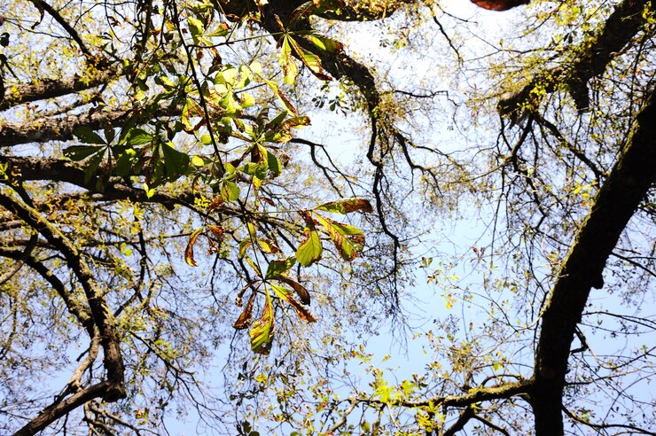 Foto queda, outono, árvore, braços, céu