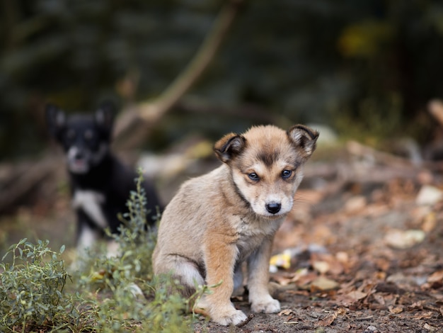 Quedan dos cachorros sucios sin hogar en la calle