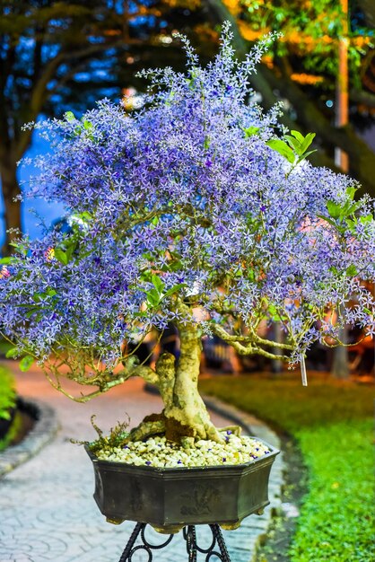 Queen's Wreath-Rebenabrikosblüte oder lila Kränz-Rebenblüte Petrea volubilis in Tet Lunar New