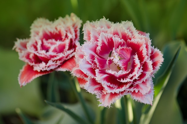 Queensland-Tulpe auf dem Blumenbeet Schöne Terry-Tulpe mit Fransen Queensland