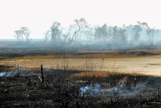 Queimada em manguezais com árvores de fumaça de fogo e solo de cinzas em Pitimbu, Paraíba, Brasil