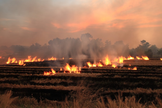 Foto queimar palha seca no campo ao lado da estrada na tailândia