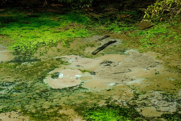 Quelle des Flusses mit klarem Wasser im Regenwald in Bonito Mato Grosso do Sul Brasilien