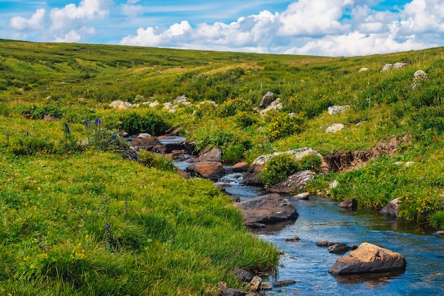 Quellwasserstrom im grünen Tal am sonnigen Tag. Reiche Hochlandflora. Erstaunliche Gebirgsvegetation nahe Gebirgsbach. Wunderbare paradiesische Landschaft. Paradiesische sonnige malerische Landschaft.