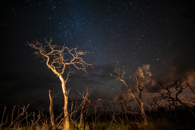 Quema de árboles fotografiados de noche con un cielo estrellado provincia de La Pampa Patagonia Argentina