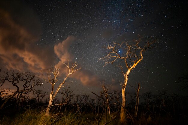 Quema de árboles fotografiados de noche con un cielo estrellado provincia de La Pampa Patagonia Argentina