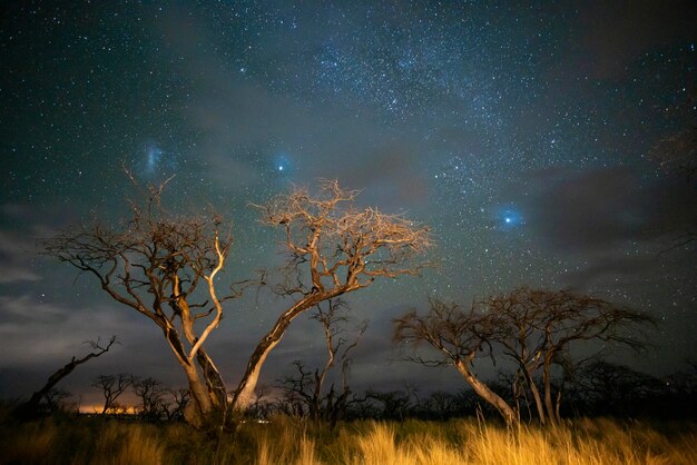 Quema de árboles fotografiados de noche con un cielo estrellado provincia de La Pampa Patagonia Argentina