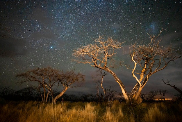 Quema de árboles fotografiados de noche con un cielo estrellado provincia de La Pampa Patagonia Argentina