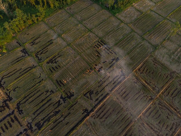 Quema de paja de arroz en el campo de la agricultura