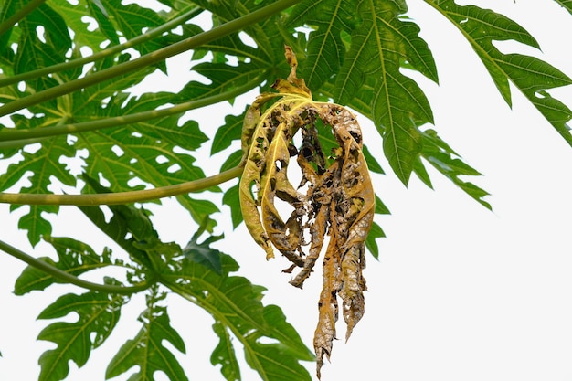 quemaduras de hojas en los arboles