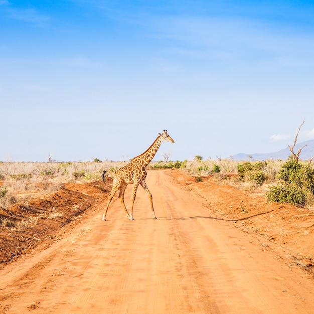 Quênia, Parque Nacional Tsavo East. Girafa livre na luz do sol.