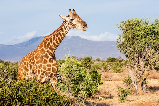 Quênia, Parque Nacional Tsavo East. Girafa livre na luz do sol.