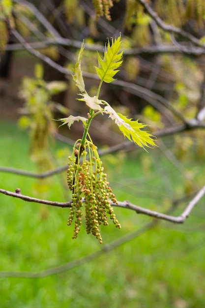 Quercus acutissima im Frühjahr Eichenblüte kleine hängende Blumen an einem Ast