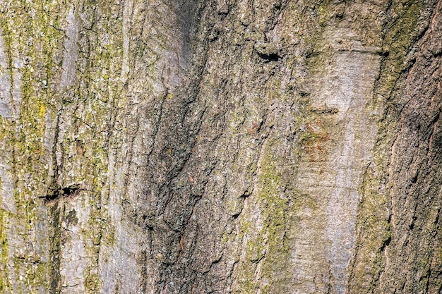 Quercus coccinea casca de fundo Textura de casca de carvalho