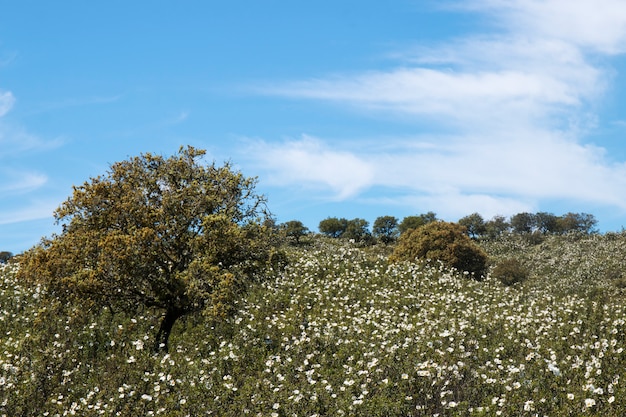 Quercus Ilex Baum