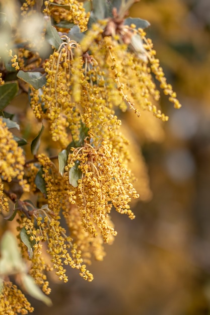 Quercus Ilex. Steineiche