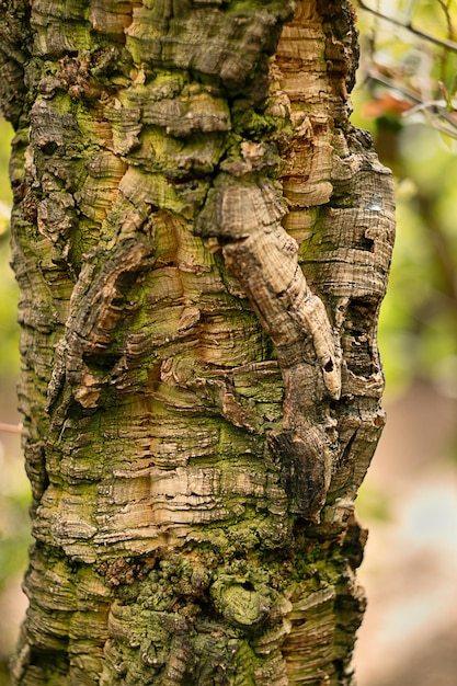 Foto quercus suber l el tronco de un árbol de corcho en primer plano