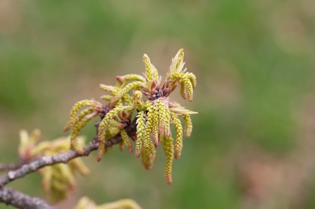 Quercus variabilis desarrolla la inflorescencia de catkins en la primavera La floración de catkins de roble y brotes en abril enfoque selectivo