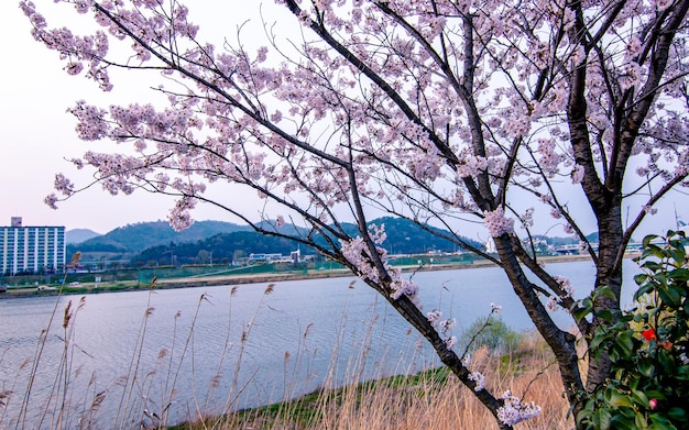 Querformat von Blossom Cherry Flower in Naju, Südkorea.