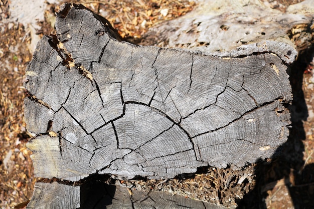 Querschnitt des Baumes