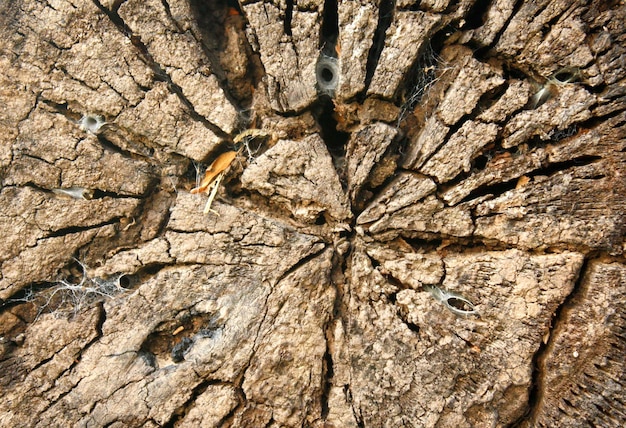 Querschnittansicht des gefällten Baumes