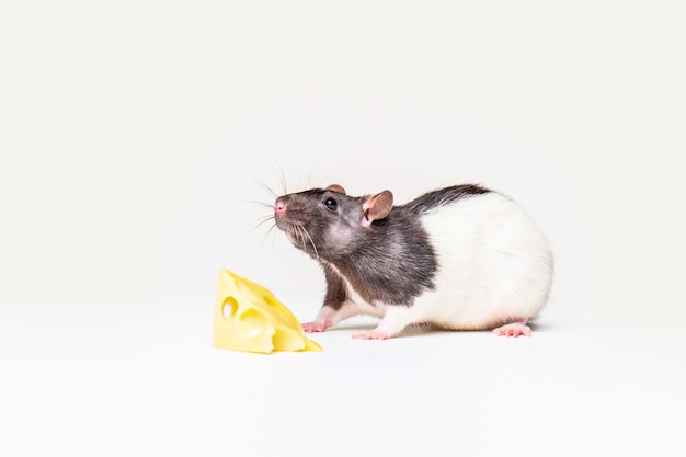 Queso y ratón Ratón con una rebanada de queso suizo aislado en blanco Ratoncito tratando de mover un trozo de queso