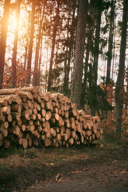 Questões ambientais e ecológicas Destruição de florestas de pinheiros Destruição de florestas e derrubada de árvores Florestas desaparecendo ilegalmente Conceito de desmatamento Corte de árvores na floresta