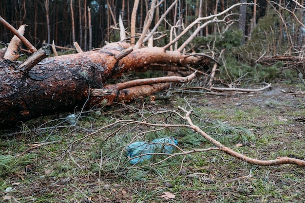 Questões ambientais, problemas. garrafa de plástico no tronco de uma árvore caída de pinheiro. queda inesperada na floresta de pinheiros. danos causados por tempestades. árvores caídas na floresta de coníferas após o vento forte do furacão.