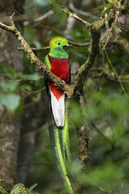 Foto quetzal exótico e resplandecente sentado em um galho na floresta tropical