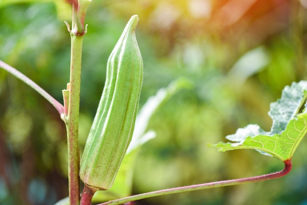 Quiabo na árvore que cresce na fazenda, vegetal Lady Fingers.