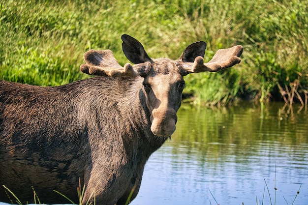 Quien se le permitió conocer a un alce en la naturaleza no olvidará esta experiencia