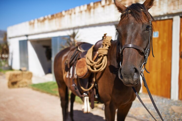 Foto quién quiere dar un paseo foto de un hermoso caballo marrón parado frente a las puertas del establo